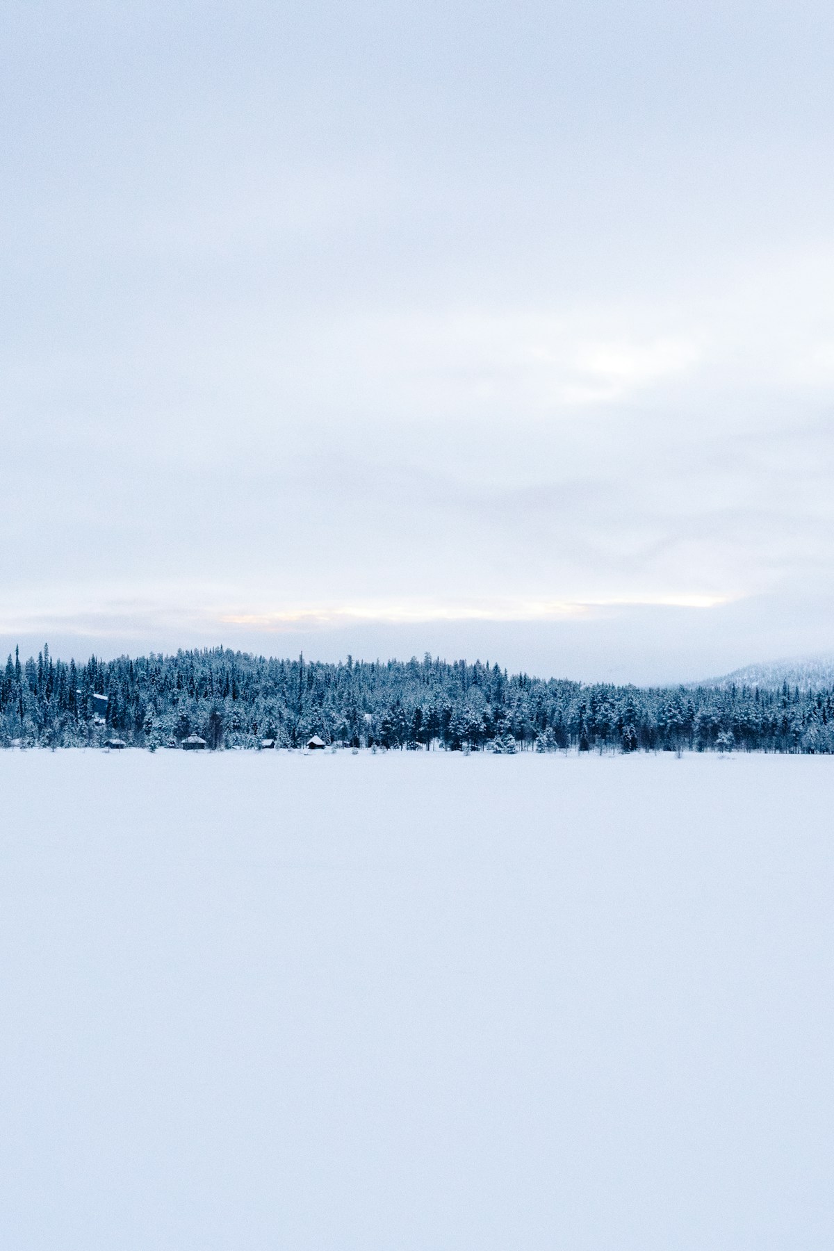 Besneeuwde bomen in Salla, Fins Lapland