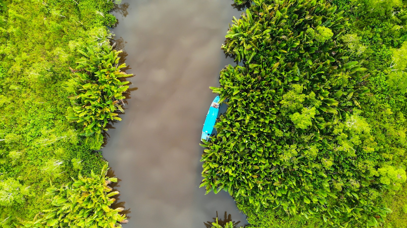 Rivier door tropisch regenwoud in Indonesië